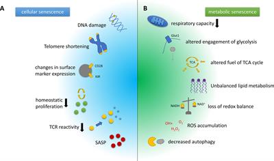 The Role of T Cell Senescence in Neurological Diseases and Its Regulation by Cellular Metabolism